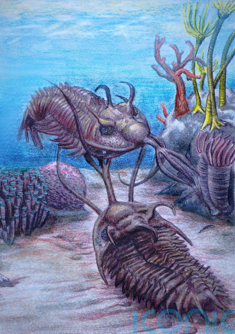 Fossil analysis reveals oldest known example of sexual combat weapon