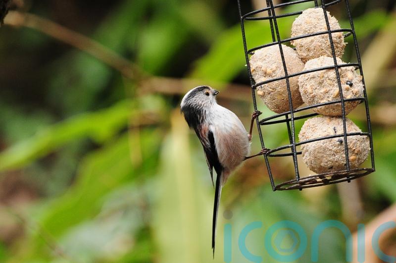 How often should I clean my bird feeder?