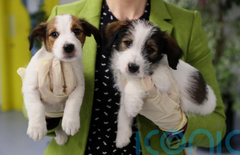 One in 10 considering giving up pets over cost-of-living pressures