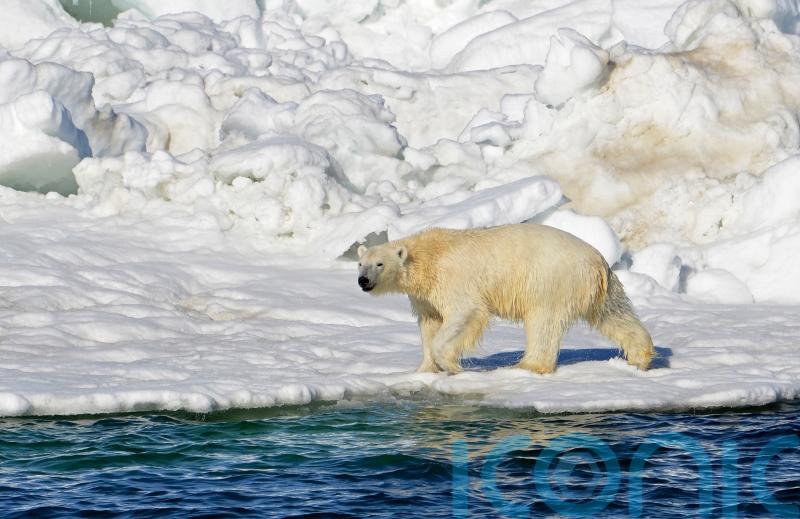 Polar bear attack kills young mother and one-year-old son