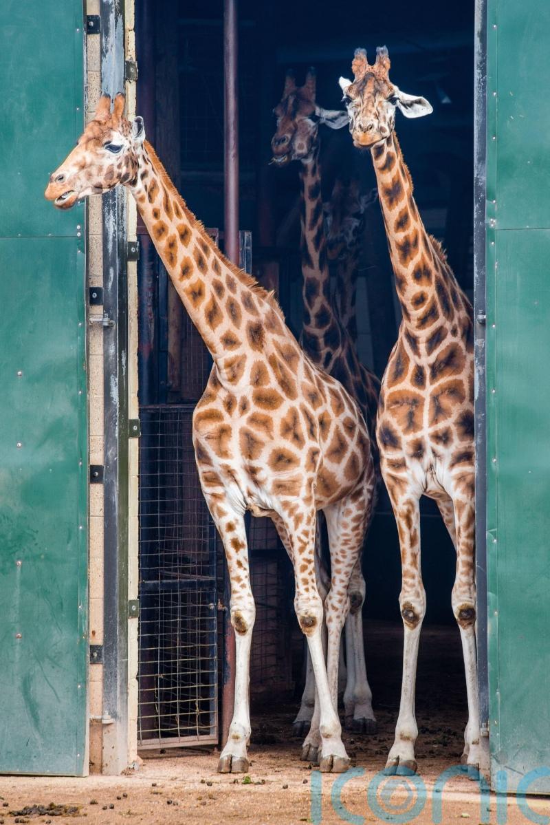 Men broke into zoo and hit giraffe with bottle before posting video on Snapchat