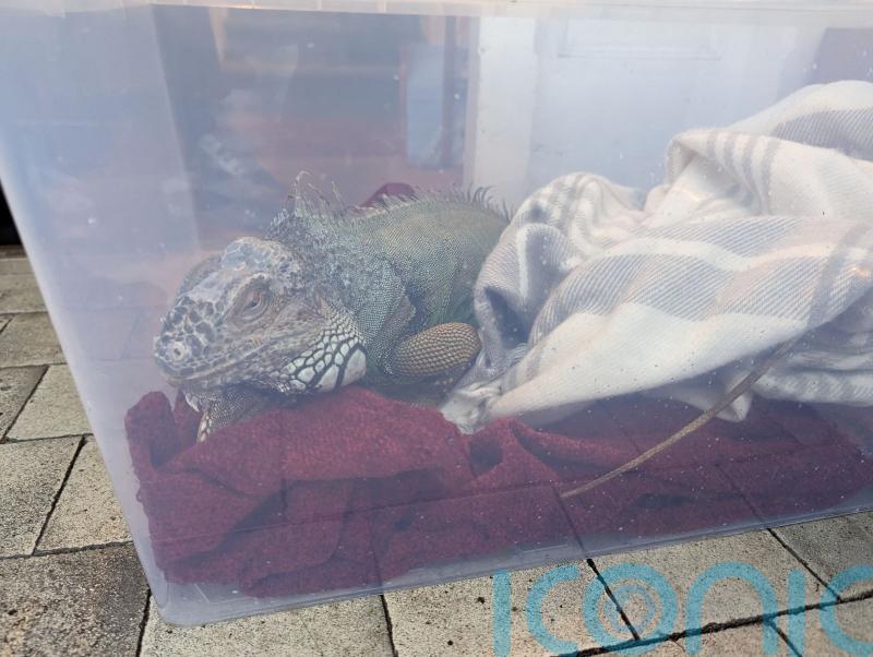 Iguana nicknamed Eddie Lizard found abandoned in a box on freezing day
