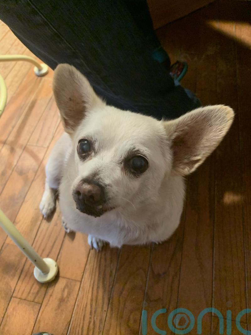Chihuahua cross from Ohio named world’s oldest living dog