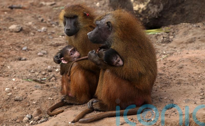 Study shows how baboons effortlessly transition from walking on four legs to two