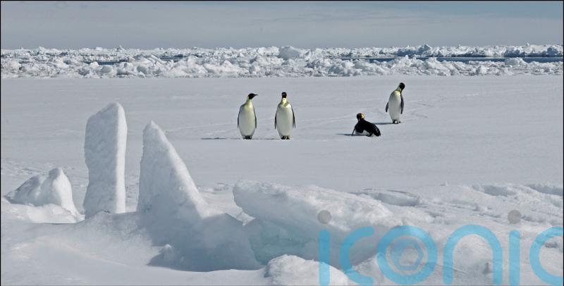 New emperor penguin colony in Antarctica discovered from space