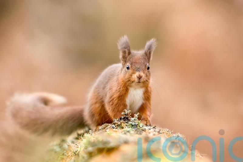 Red squirrel sightings reported by public boost work to save species
