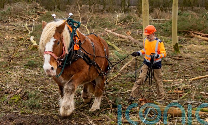 Rare breed horses help with biodiversity push at National Trust estate