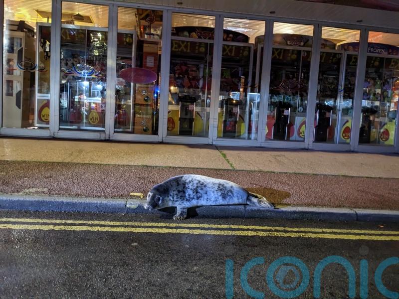 Friday night rescue for seal pup spotted outside Norfolk kebab shop