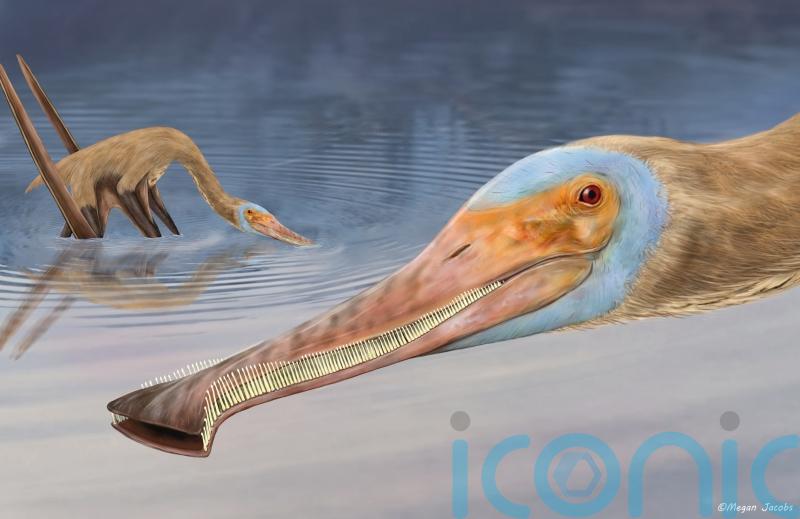 New pterosaur with more than 400 teeth unearthed in Germany
