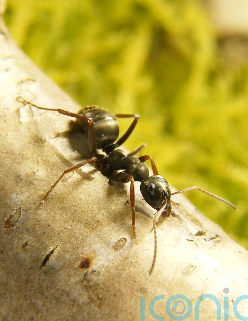 Ants detect scent of cancer in urine – research