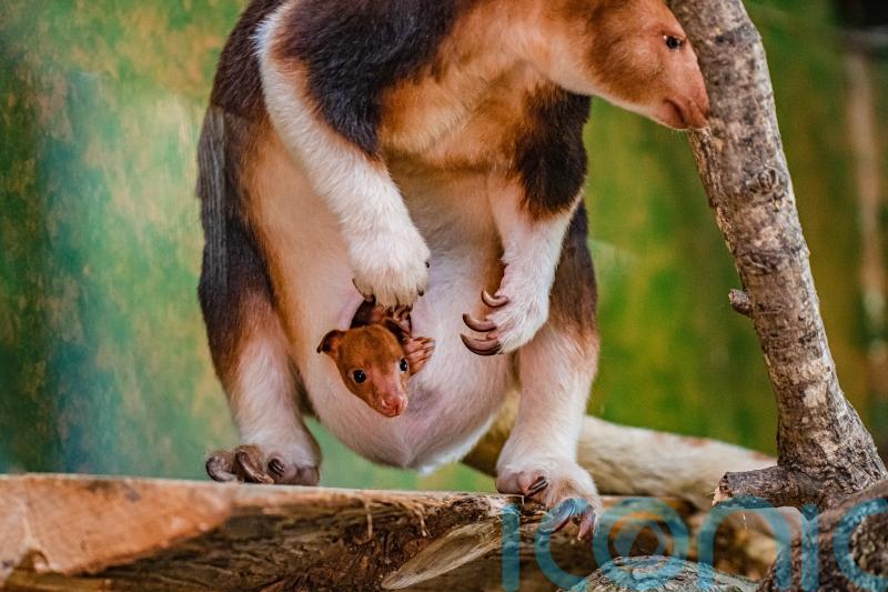 ‘Celebratory moment’ as rare tree kangaroo emerges from mother’s pouch