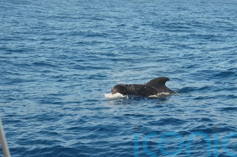 Pilot whale stranding shows impact of climate change, say scientists