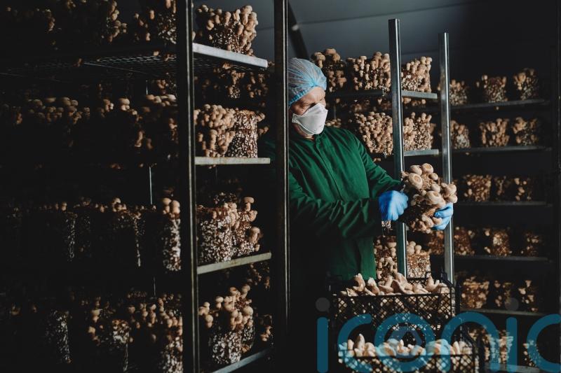 Mushroom firm grows as demand for exotic varieties surges