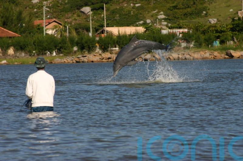 Dolphins and humans work together in fishing collaboration