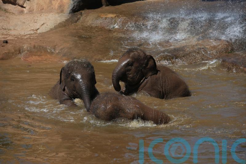 Mammals living in groups may live the longest, study suggests