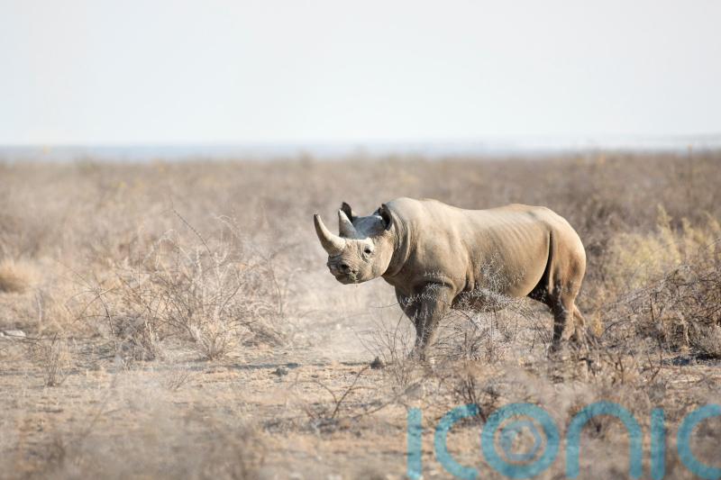 Twice as many rhinos killed as poaching increases in Namibia