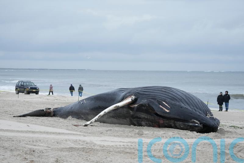 Stranded humpback whale dies on Long Island beach