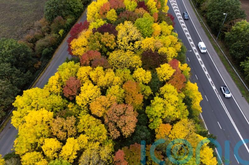 Planting trees could cut deaths from high summer temperatures in cities – study