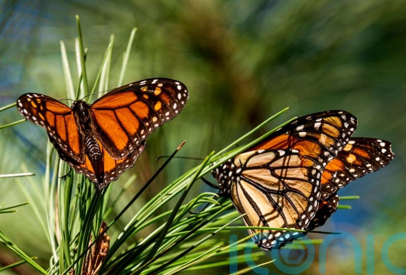 Monarch butterfly numbers rebound in California