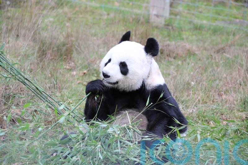 Edinburgh Zoo to offer visitors the chance to feed giant pandas