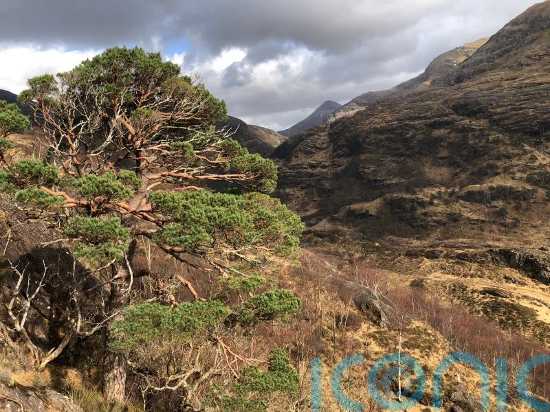Survival of Scottish pinewoods dating back to ice age on a ‘knife-edge’ – study