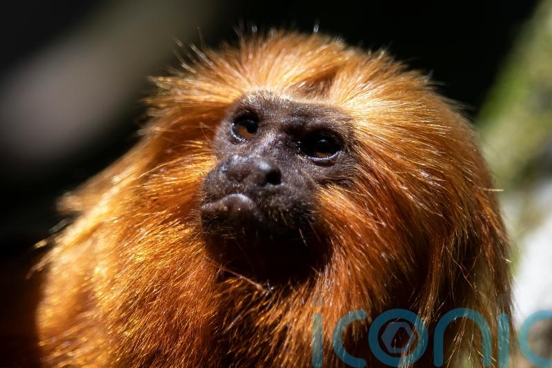Race to vaccinate rare wild monkeys gives hope for their survival