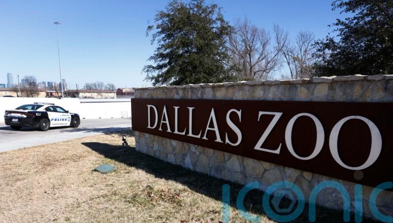 Stolen monkeys get fed and snuggle up after arriving back at Dallas Zoo