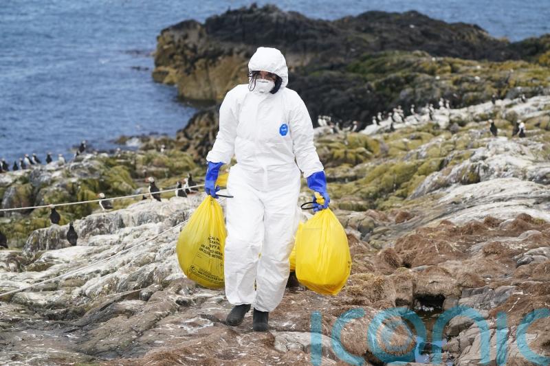 Avian flu: UK a ‘long way’ from seeing Covid-19-like infection in humans