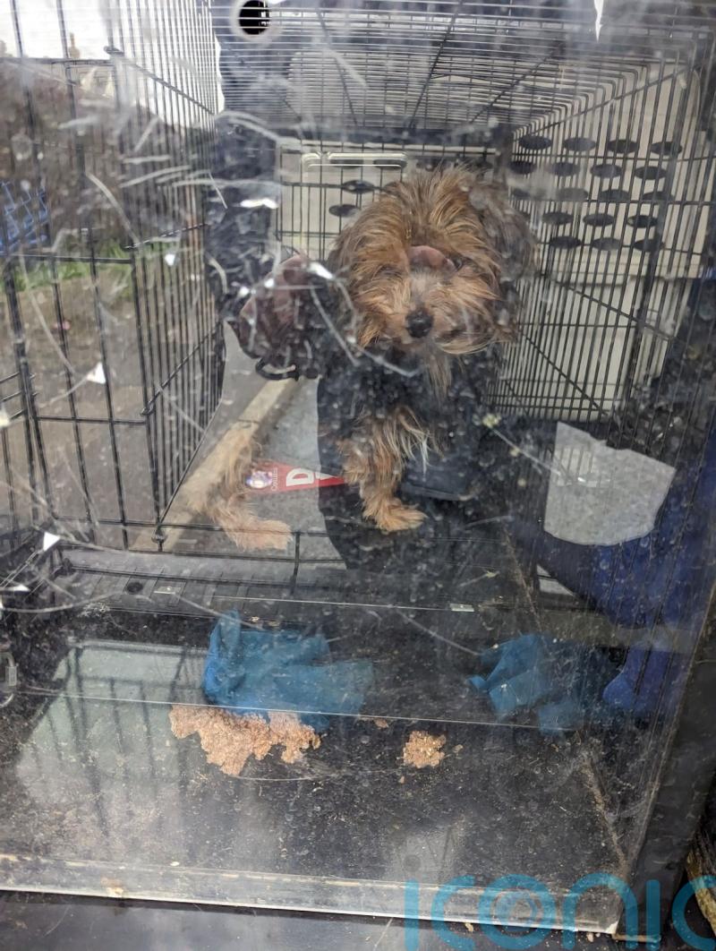 More than 30 dogs rescued from hoarder’s home after owner found dead