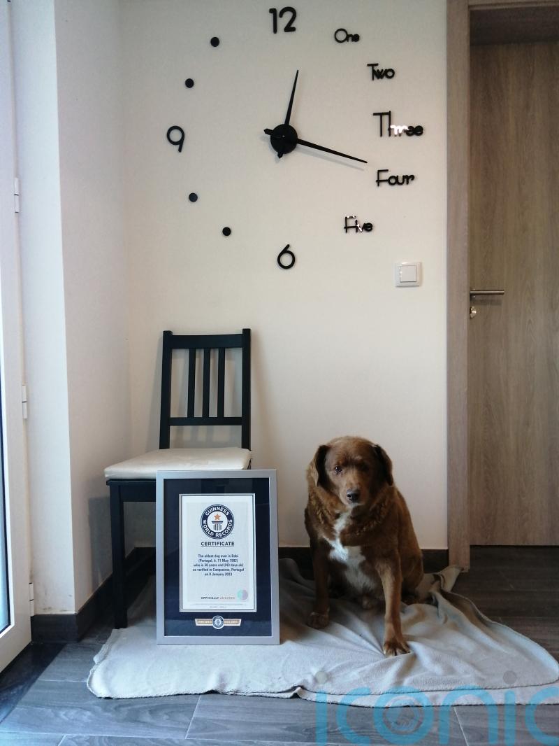 World’s oldest dog ever, 30-year-old Bobi, crowned by Guinness World Records