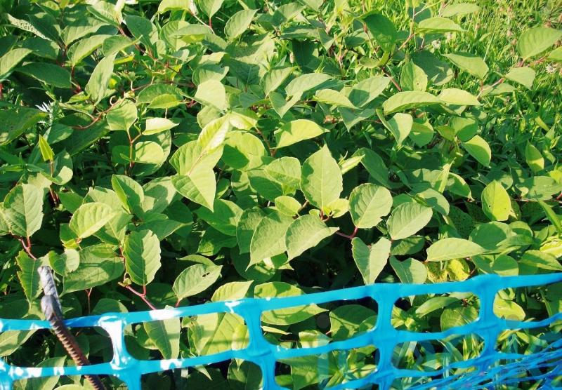 Land owner wins Japanese knotweed blight fight in appeal court