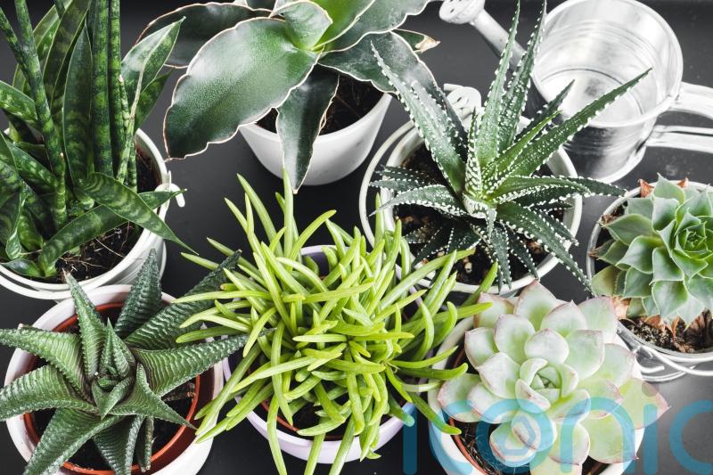 These easy-care houseplants don’t need much water