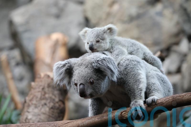 Double trouble as zoo reveals two baby koalas for the first time