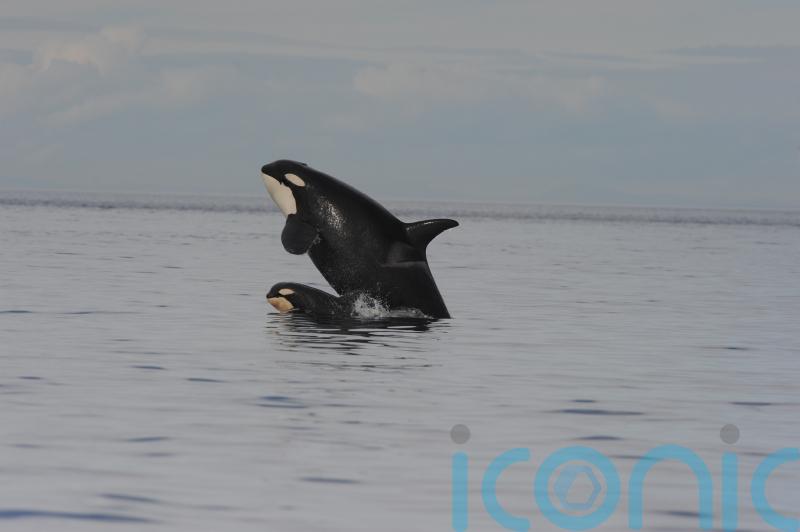 Killer whale mothers ‘pay high price’ for raising sons, say researchers
