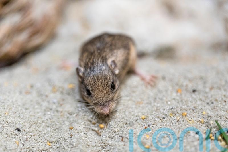 Tiny mouse named after Sir Patrick Stewart nets Guinness world record