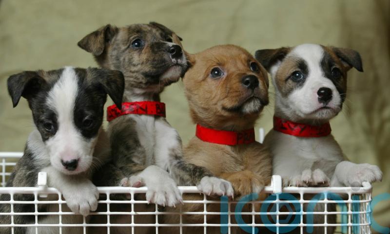 Fresh meat early diet reduces risk of dog digestive issues later in life &ndash; study