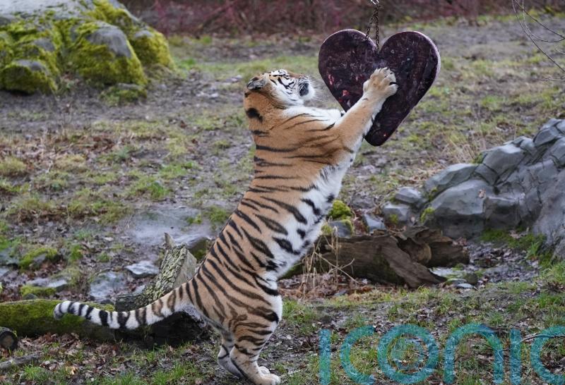 Animals enjoy Valentine’s treats at safari park