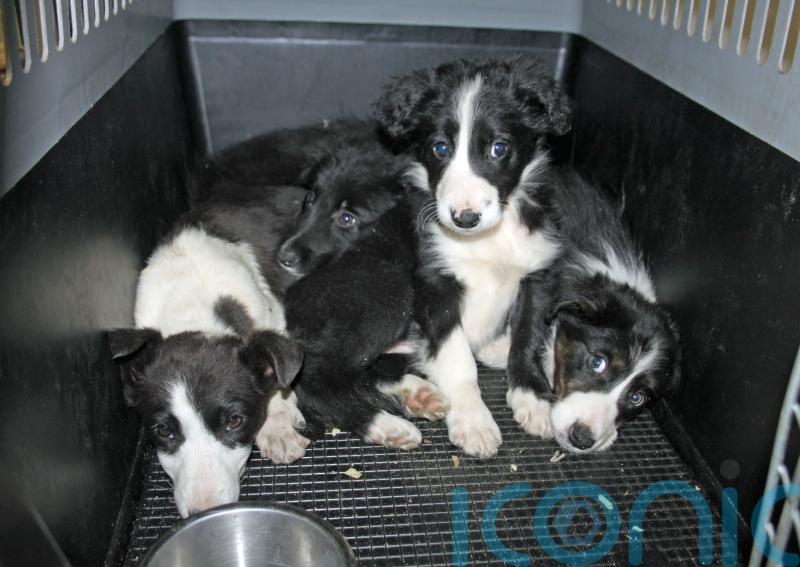 Animal welfare charity sees ‘heart-breaking’ impact of cost-of-living crisis