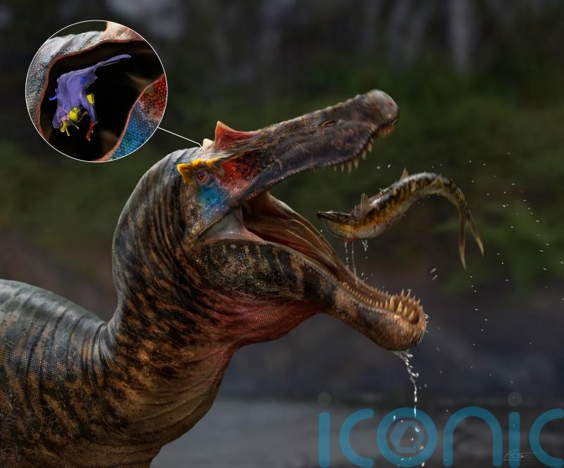 Spinosaurs inherited brainpower from ancestors to catch fish, scientists find