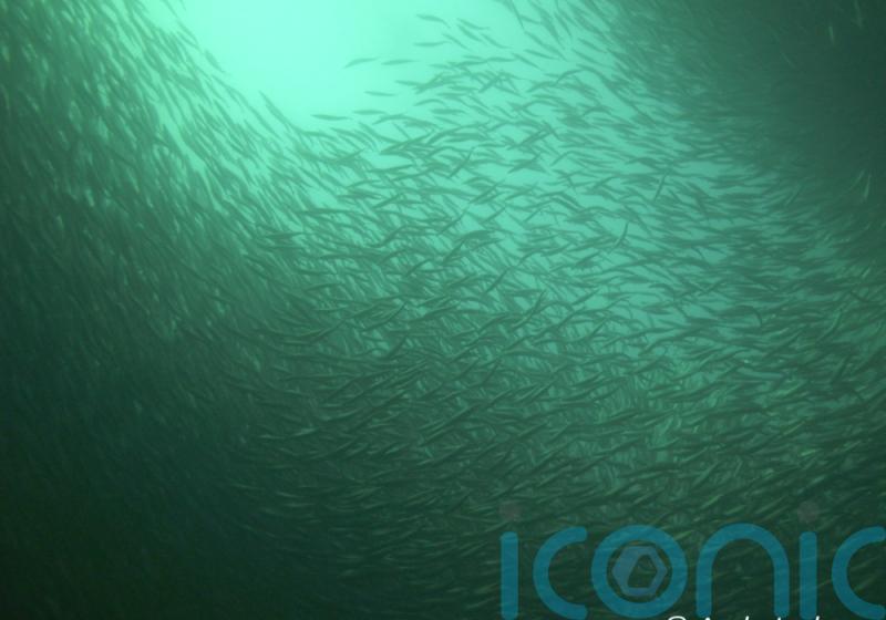 Herring numbers could recover after stocks fell in 1970s, scientists hope