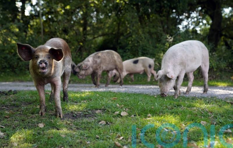 New Forest pannage ham granted protected geographical indication status
