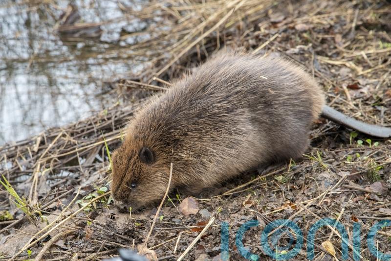 Two beaver kits moved to Loch Lomond die in ‘otter attack’