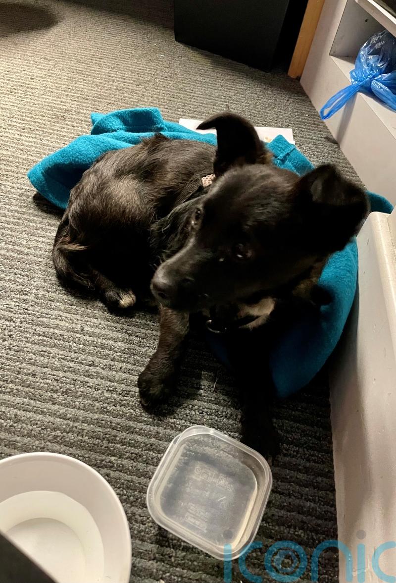 Puppy rescued from busy railway by trainee in middle of train driving lesson