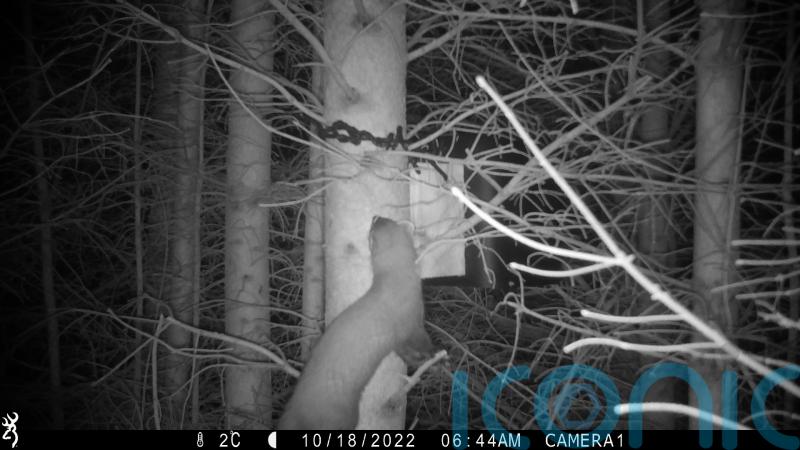 Hopes for pine marten numbers in England’s biggest forest