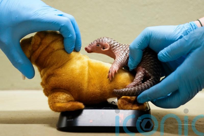 First pangolin born in Europe doing well at Prague Zoo