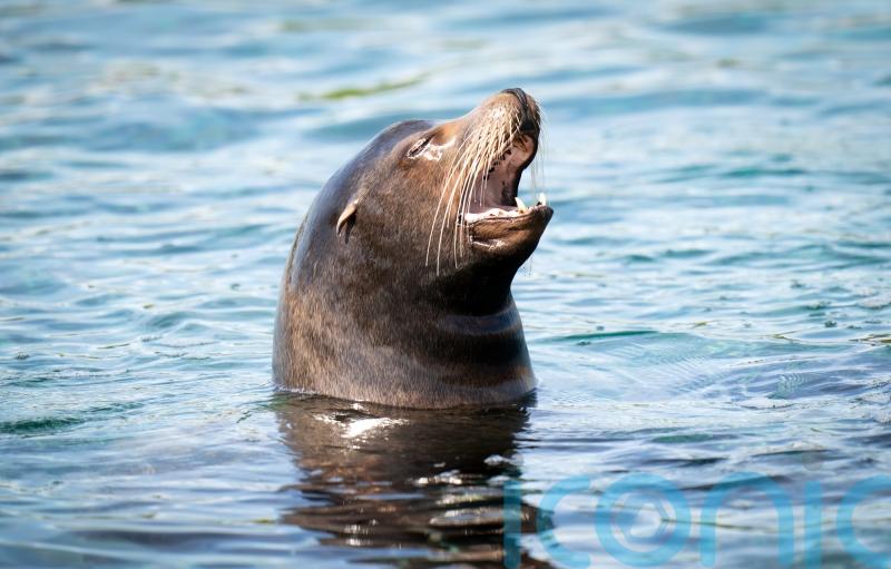 UK undermining its credibility at global ocean treaty talks, say campaigners