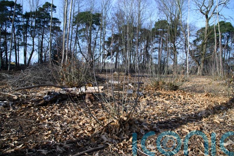 National Trust to use coppicing in bid to boost nightingale numbers in Suffolk