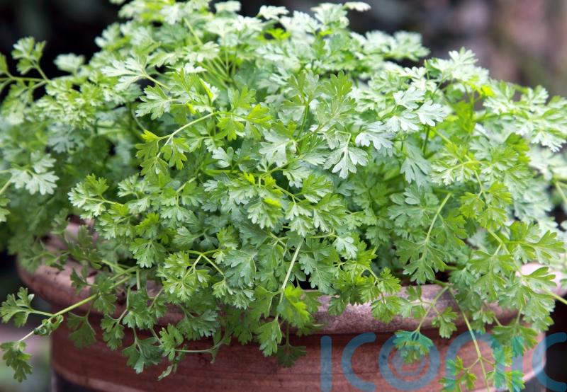 6 unusual herbs to grow this year