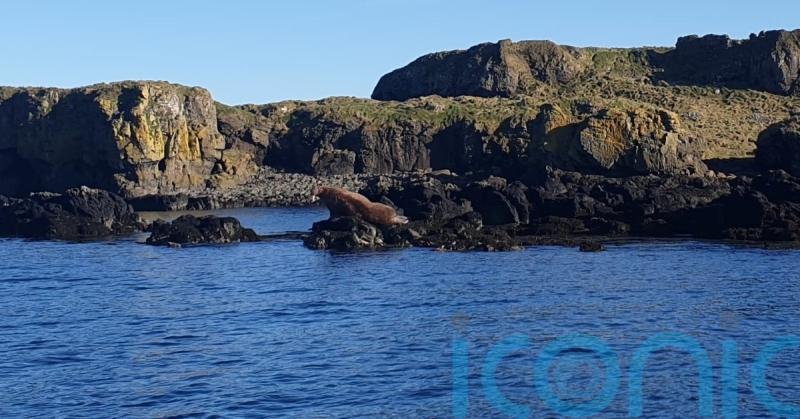 ‘Massive’ walrus spotted enjoying sunshine on Scottish coast
