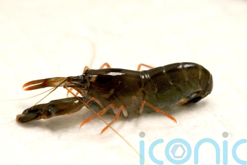 Young snapping shrimps’ claws ‘accelerate in water like a bullet’